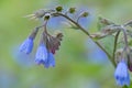 Blue Comfrey, Symphytum officinale `Azureum`, close-up blue flower Royalty Free Stock Photo